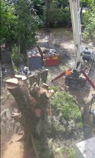 Tree service panama city fl