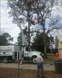 Tree service panama city fl