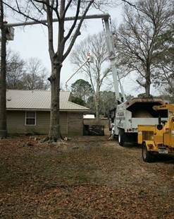 Tree service panama city fl