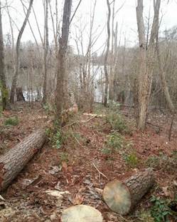 Tree service panama city fl