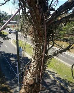 Tree service panama city fl
