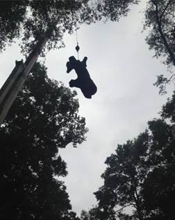 Tree service panama city fl
