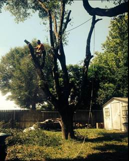 Tree service panama city fl