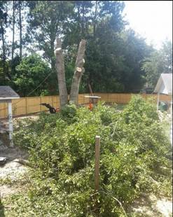 Tree service panama city fl