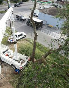 Tree service panama city fl