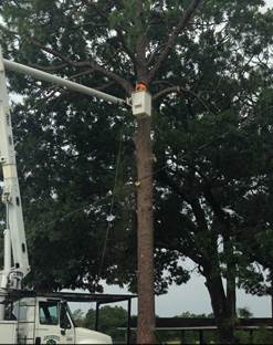 Tree service panama city fl