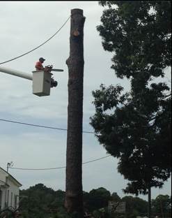 Tree service panama city fl