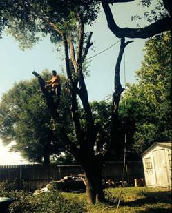 Tree service panama city fl