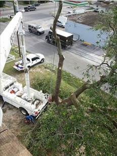 Tree service panama city fl