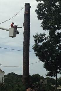 Tree service lynn haven fl