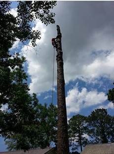 Tree removal panama city fl