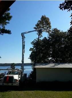 Tree removal panama city beach fl