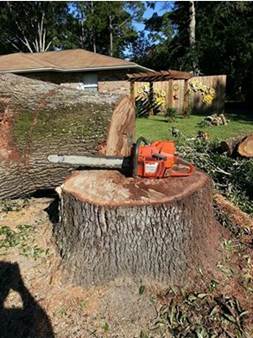 Tree removal lynn haven fl