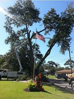 Tree service panama city fl