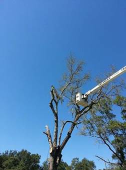 Tree service panama city beach fl