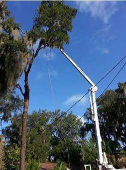 Tree service lynn haven fl