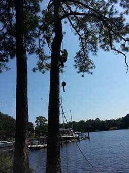 Tree removal panama city fl