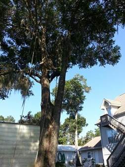 Tree removal panama city beach fl