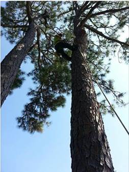 Tree removal panama city beach fl