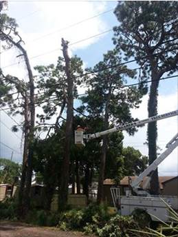 Tree removal lynn haven fl