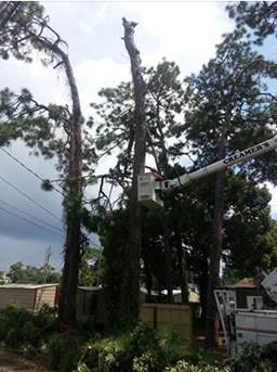 Tree service panama city beach fl