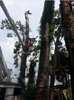 Tree service lynn haven fl