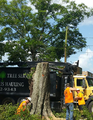 Tree removal lynn haven fl