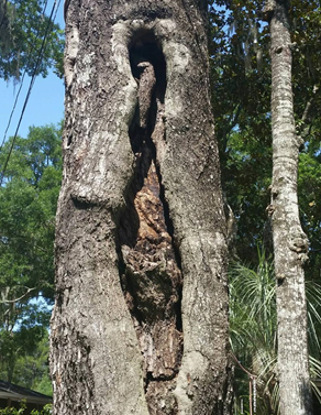 Tree removal lynn haven fl