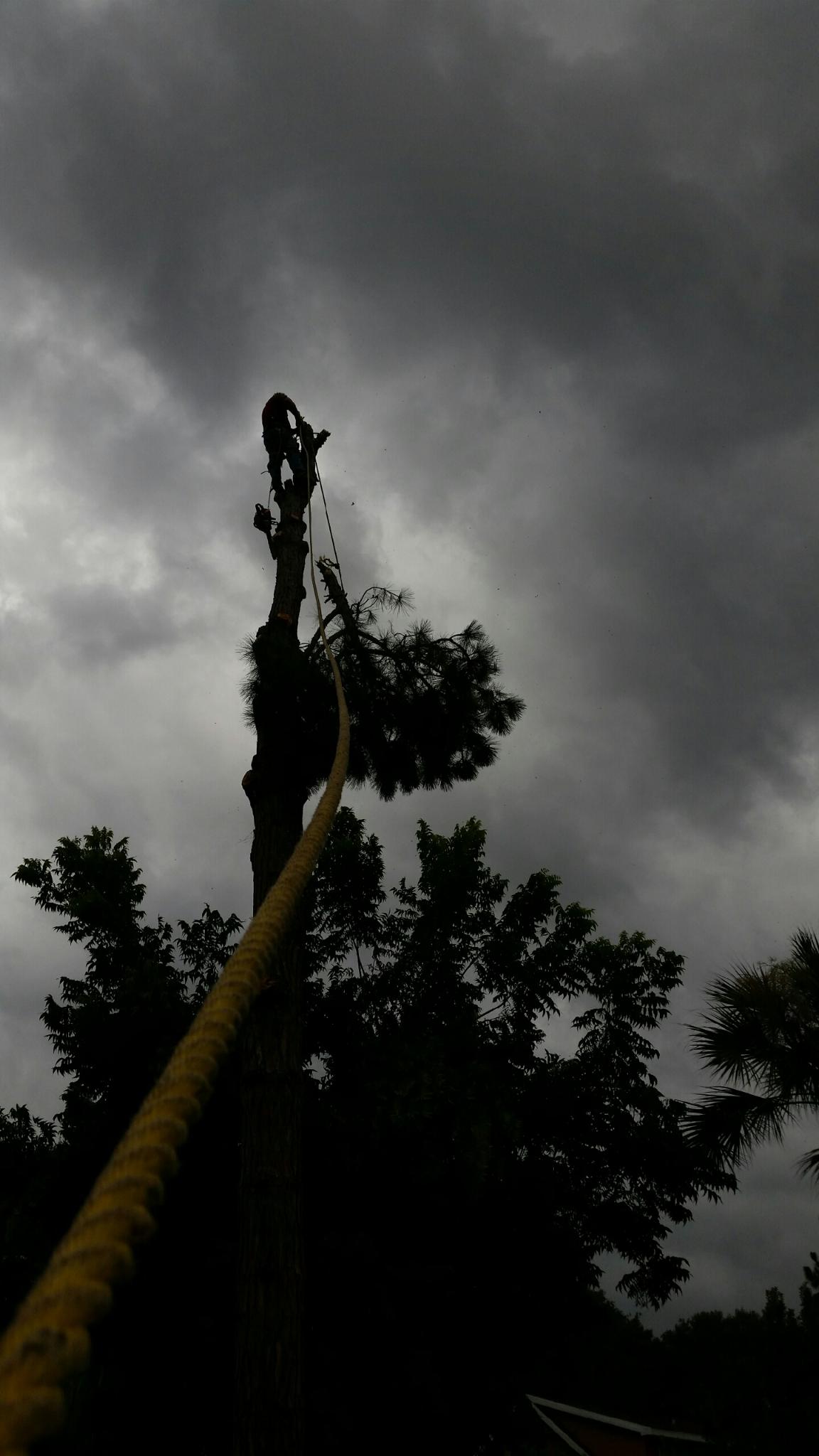 Tree service panama city beach fl