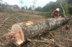 tree removal panama city fl