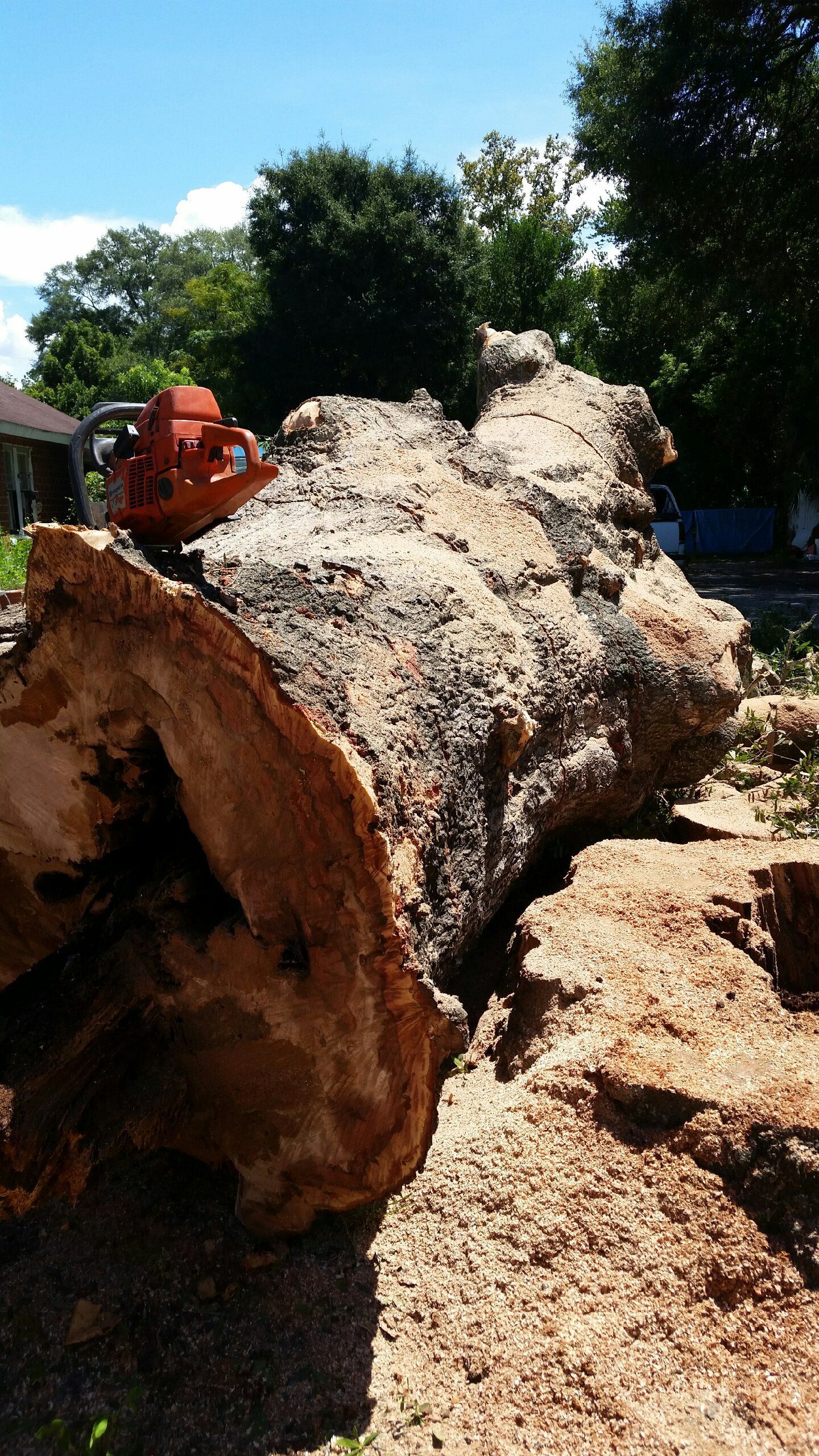 Tree - Panama City, FL