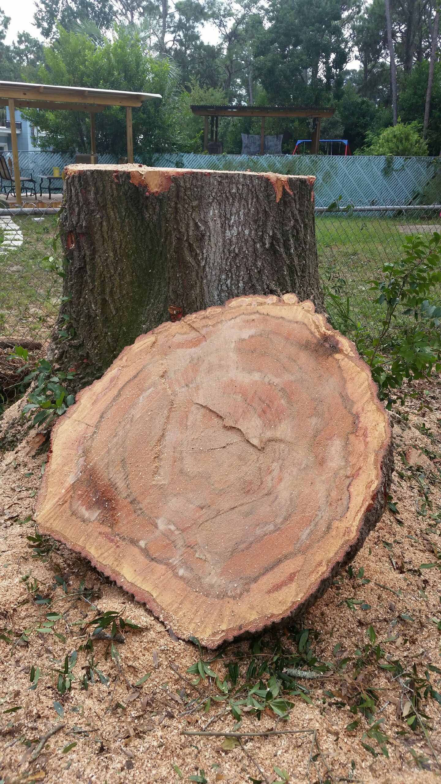 Tree - Panama City, FL