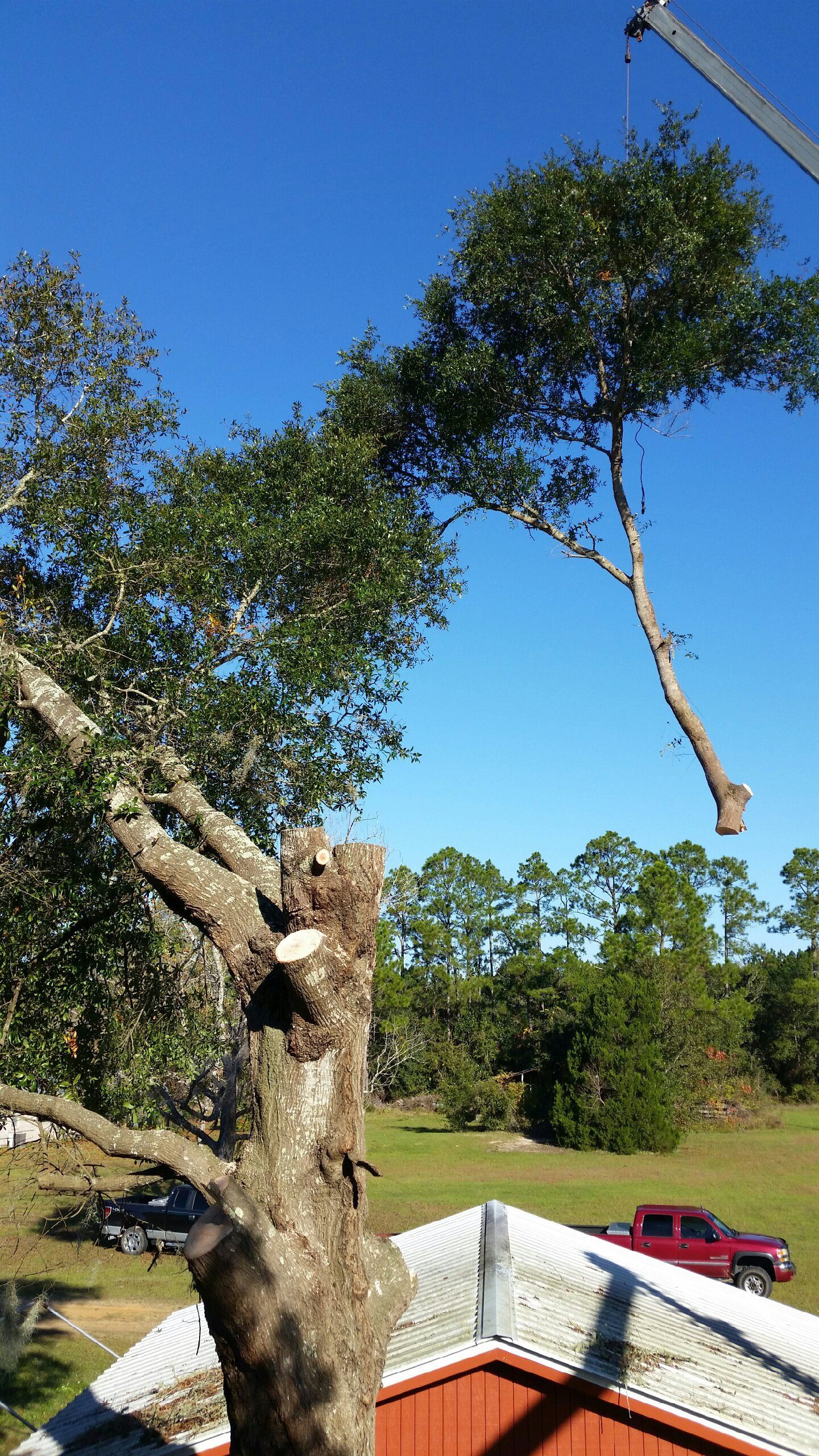 Tree service panama city fl