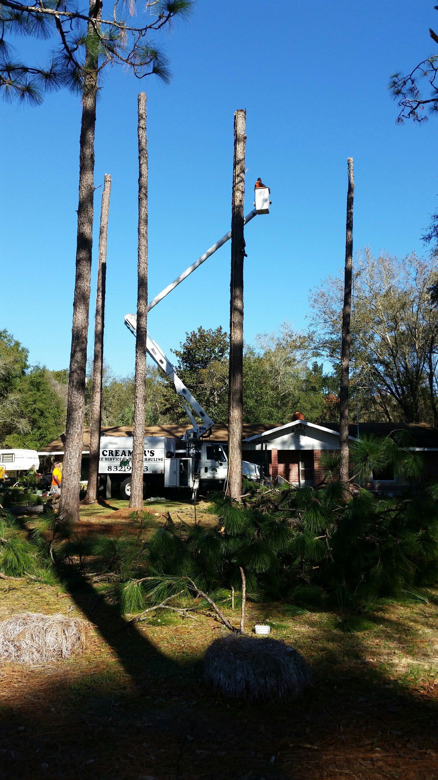 Tree service panama city fl