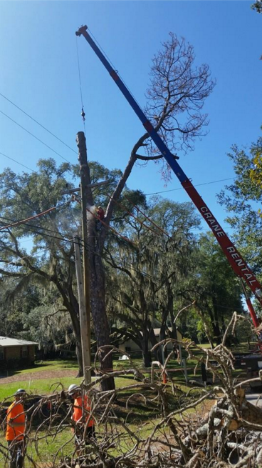 Tree Service  - Panama City, FL