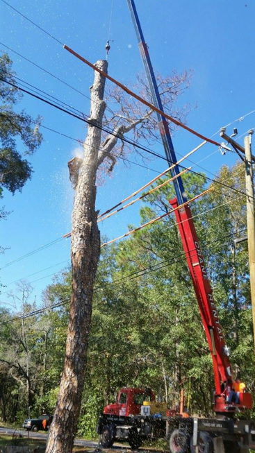 Tree Service  - Panama City, FL