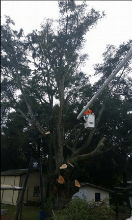 Tree Service Panama City, FL