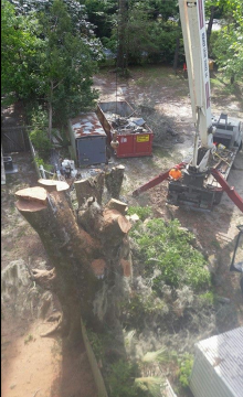 Tree Service Panama City, FL