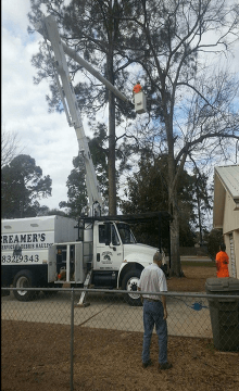 Tree Service Panama City, FL