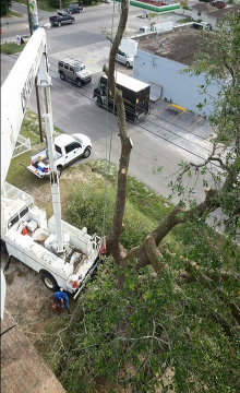 Tree Service Panama City, FL