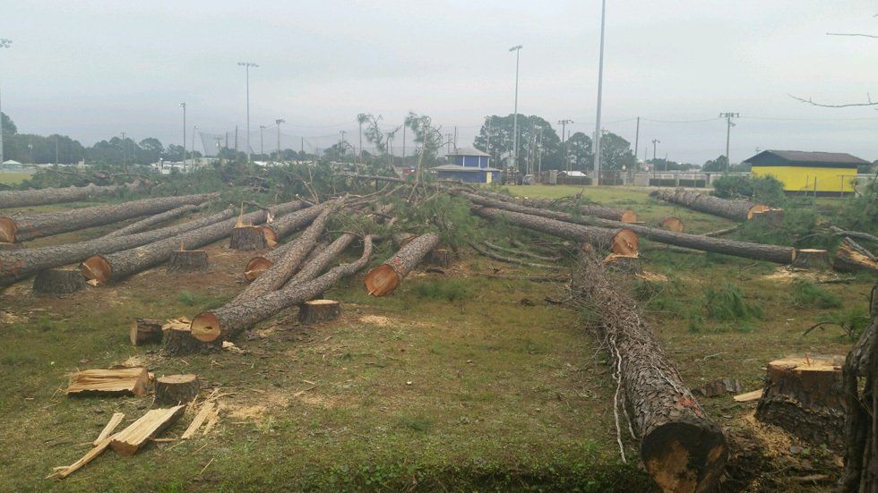 Tree Removal Panama City, FL