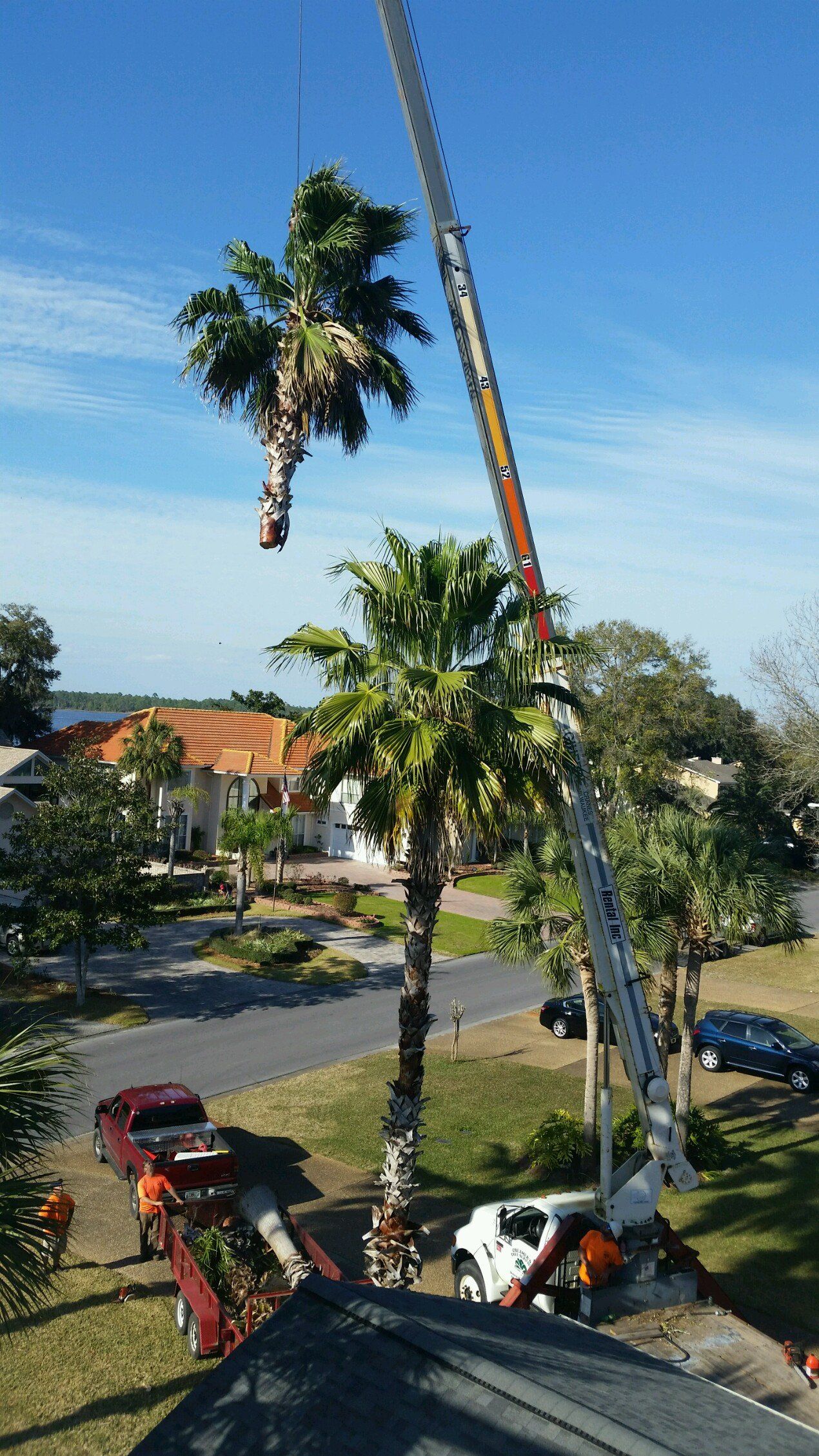 Tree - Panama City, FL