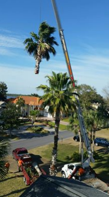 Tree Removal Panama City, FL
