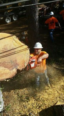 Tree Removal Panama City, FL
