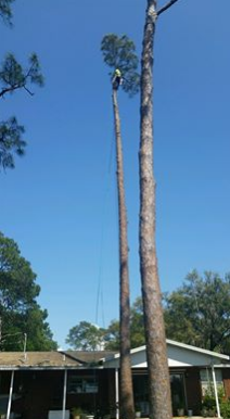 Tree Removal Panama City, FL