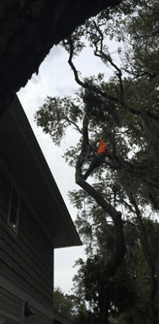 Tree Removal Panama City, FL