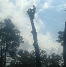 Tree Service Panama City, FL