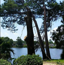 Tree Service Panama City, FL