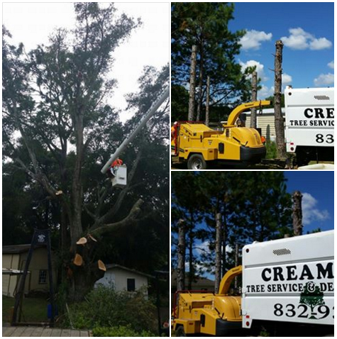 Tree Service  - Panama City, FL