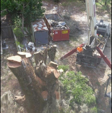 Tree Service Panama City, FL